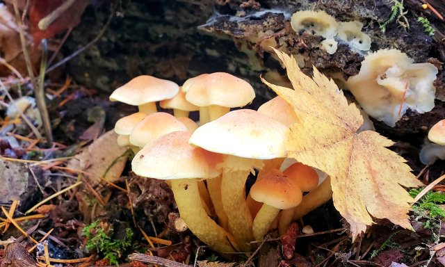 fungi on the forest floor