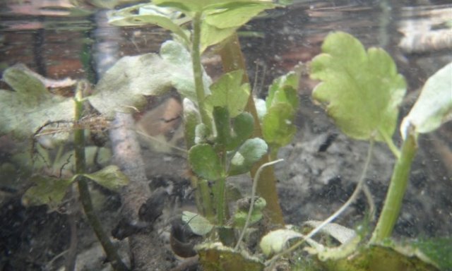 Submerged aquatic plants at D10 ARIK (photo by Stephanie Parker)