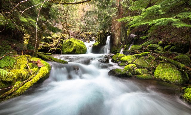 McRae Creek flows through the lush and mossy HJ Andrews Experimental Forest in central Oregon.