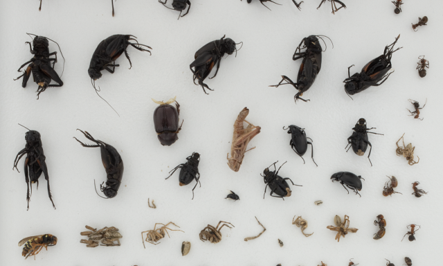 2021_Beetles bycatch square_biorepository_blog
