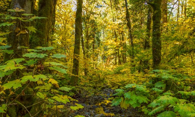 Martha Creek in the Fall