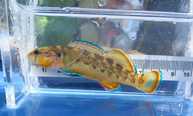 Fish Measurement at BLUE