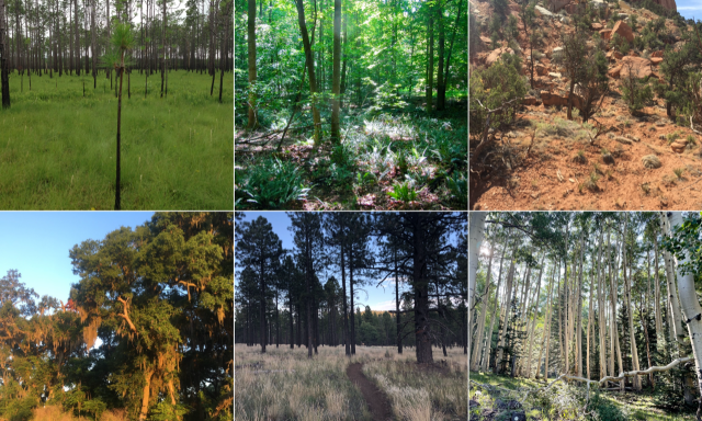 forest structure and biodiversity thumbnail
