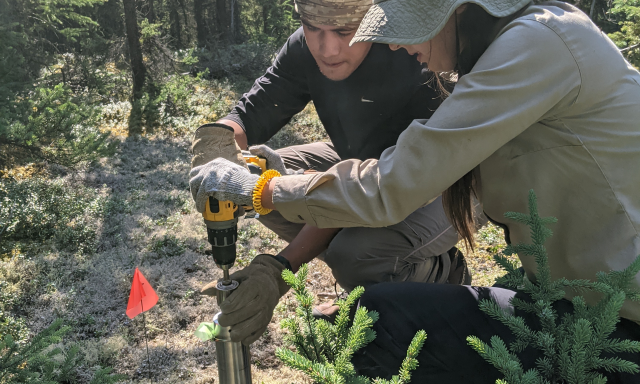 Collecting a soil core from a lichen-rich plot at DEJU 