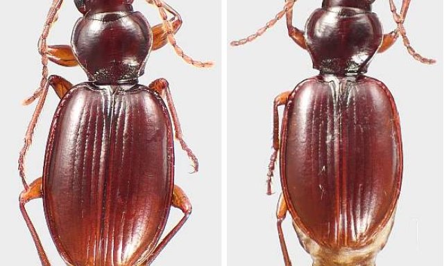 Left: male M. neonomas. Right: female M. neonomas.
