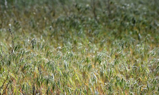 invasive cheatgrass