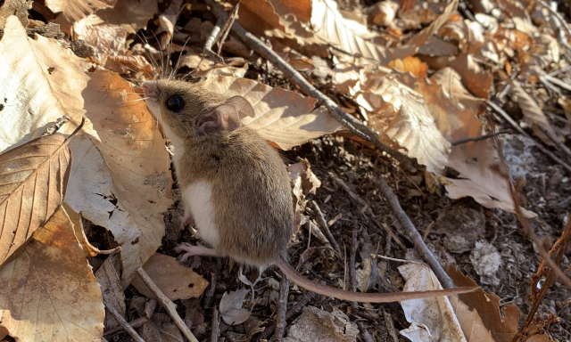 Peromyscus mouse