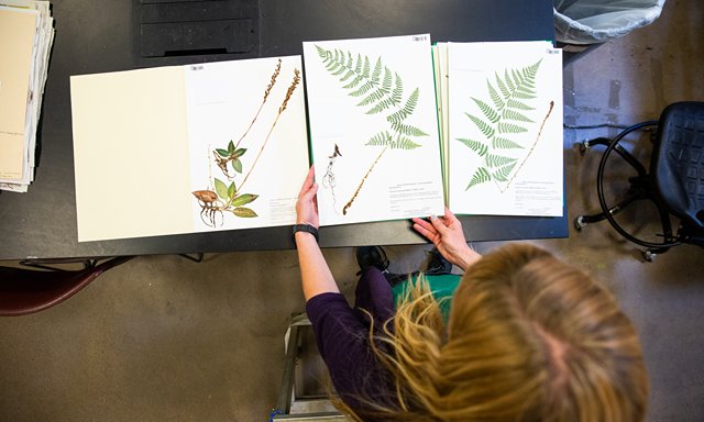 Photo of person looking at pressed plant specimens