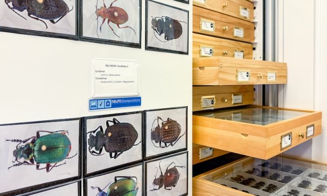 photo of beetle specimen drawers