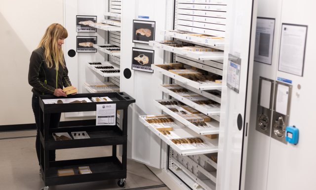 Person in front of mammal drawers