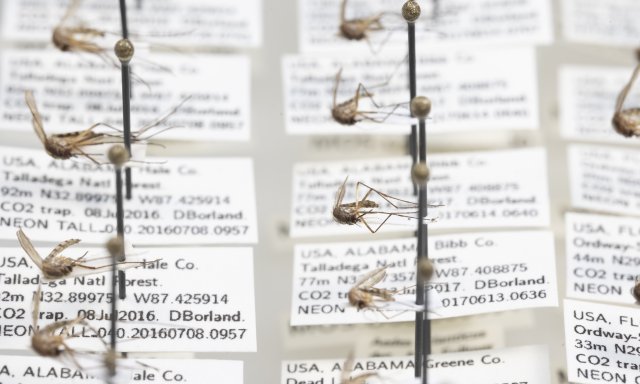 Photo of pinned mosquitoes