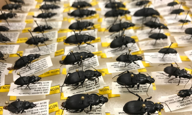 Archive of tagged and identified beetles