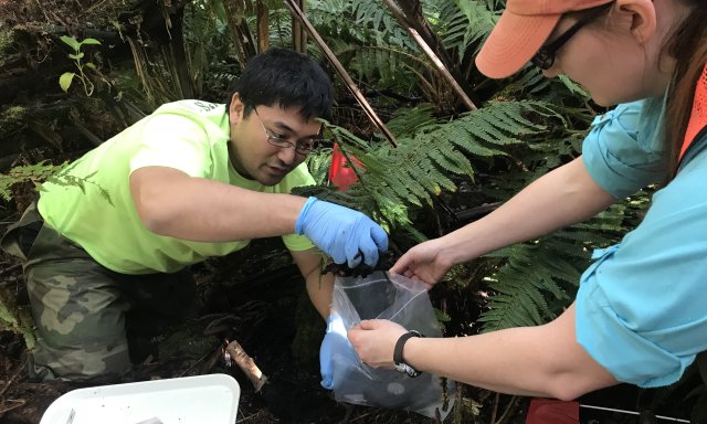 Field technicians doing observational sampling at the PUUM site.