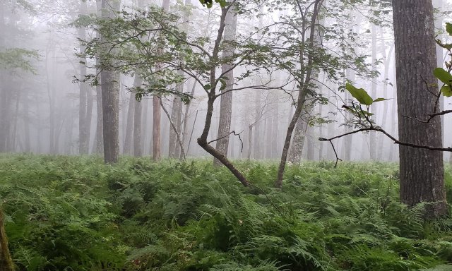 Trees at MLBS