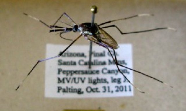 Pinned mosquito collected from a NEON mosquito trap