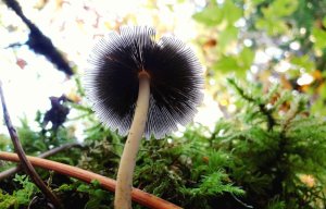 Fungi on the forest floor