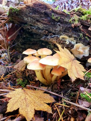 fungi on the forest floor