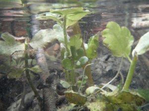 Submerged aquatic plants at D10 ARIK (photo by Stephanie Parker)    