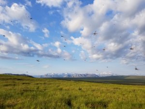 Mosquitos flying in a field with mountains in the background