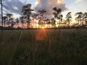 Disney Wilderness Preserve (DSNY) terrestrial field site at sunset.