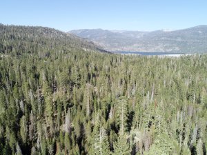 Forest and hills at Lower Teakettle terrestrial field site in California 