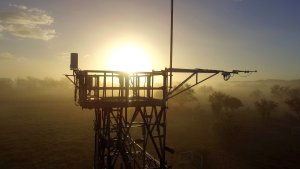 Flux tower at the Lajas Experimental Station field site
