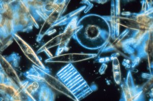 Live marine diatoms from Antarctica (magnified)