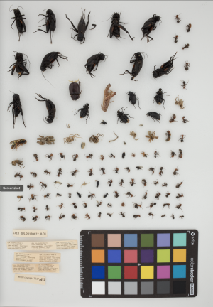 CPER pitfall trap samples at Biorepository