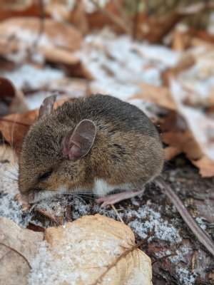 Deer mouse