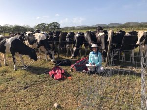 Cows at LAJA site, Puerto Rico