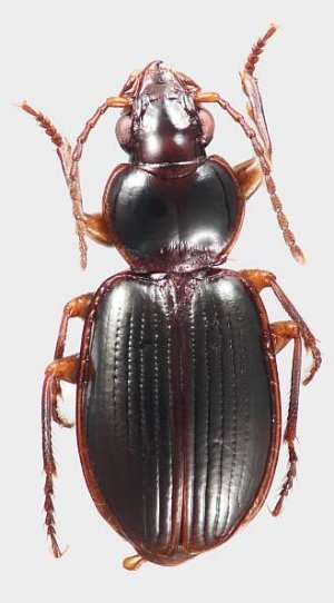 Male M. brunneonubiger