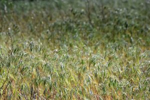 invasive cheatgrass