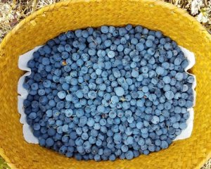 Alaska blueberries harvested in a yellow basket. 