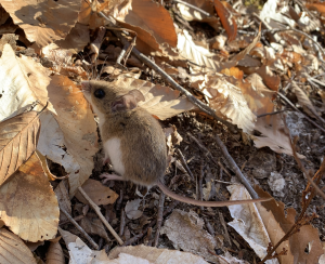 Peromyscus mouse