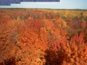 fall color at TREE