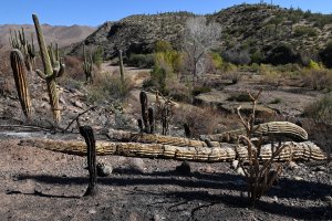 Burned cactus