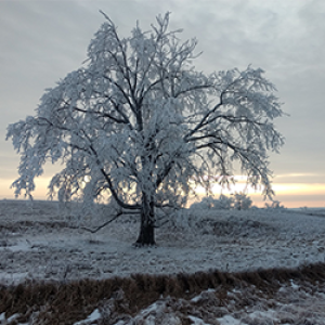 WOOD NEON Field Site in Winter