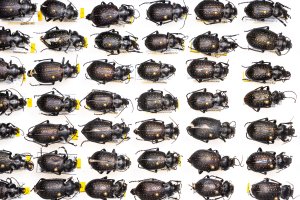 Carabid beetle specimens Calosoma calidum 