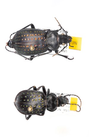 Pinned carabid beetle specimens 