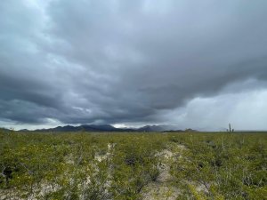 Rain falling on creosote bushes and cacti at the SRER field site.
