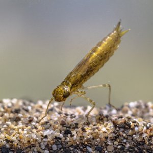 Dragonfly larvae on sand