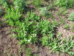 Plants at the WOOD field site