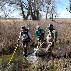 Technicians electrofishing