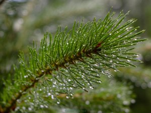 Dew on tree branch