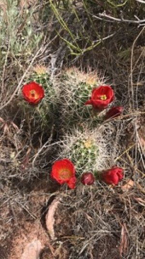 Cactus in the field