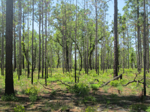 Forest at OSBS