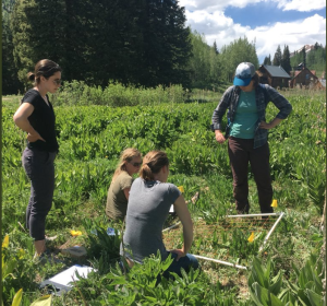 Field ecologists from the Rocky Mountain Biological Station collecting data