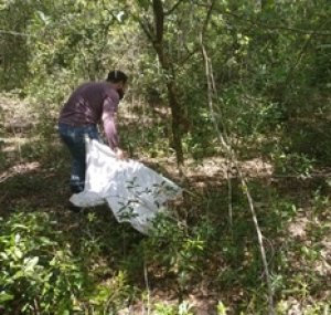 Field technician conducting a tick drag amongst trees