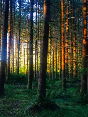 Sunlight through the trees at the ABBY field site