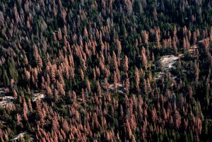 Image of tree die off taken by the US Forest Service